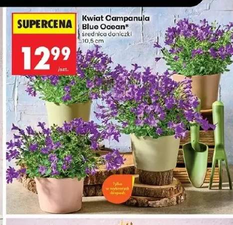 Kwiat Campanula Blue Ocean średnica doniczki 10,5cm