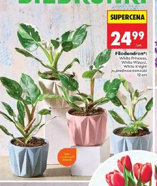 Filodendron White Knight średnica doniczki 12cm