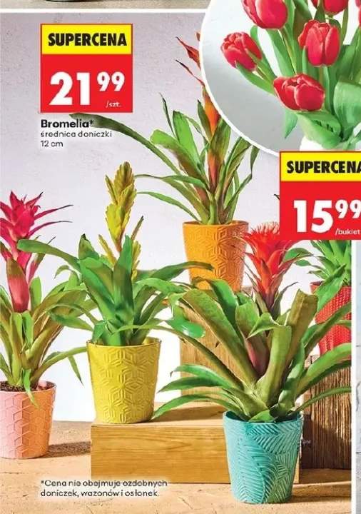 Bromelia średnica doniczki 12cm