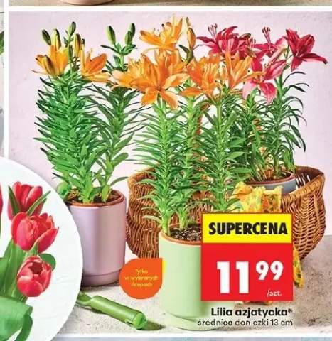 Lilia azjatycka średnica doniczki 13cm