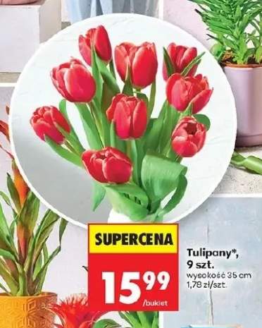 Tulipany wysokość 35cm