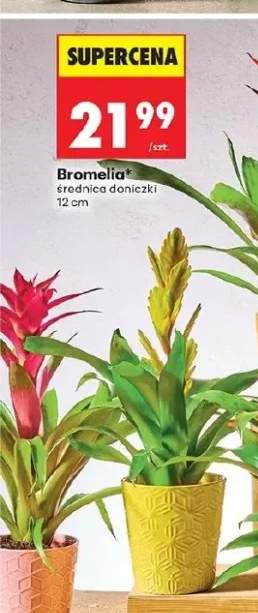 Bromelia średnica doniczki 12cm