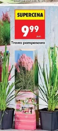 Trawa pampasowa