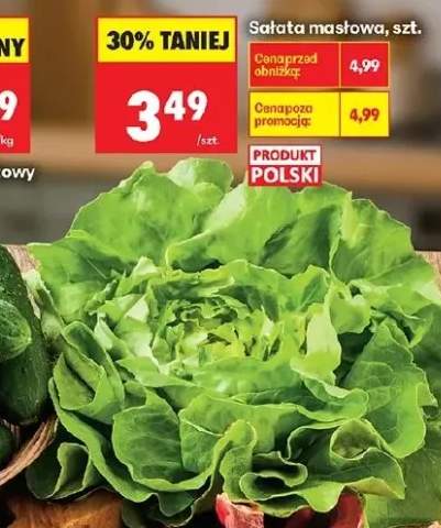 Sałata masłowa polska