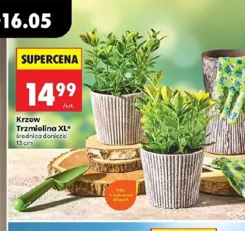 Krzew Trzmielina XL średnica doniczki 13cm
