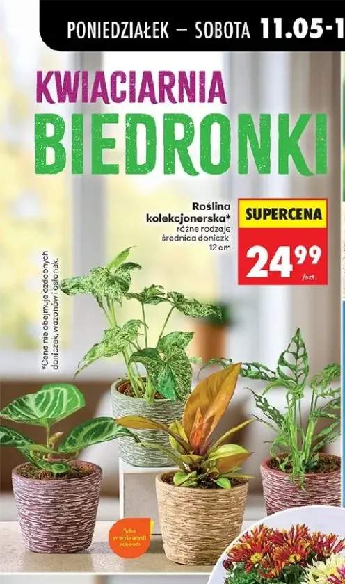 Roślina kolekcjonerska średnica doniczki 12cm