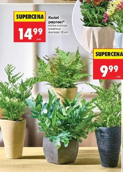 Kwiat paproci średnica doniczki 12cm