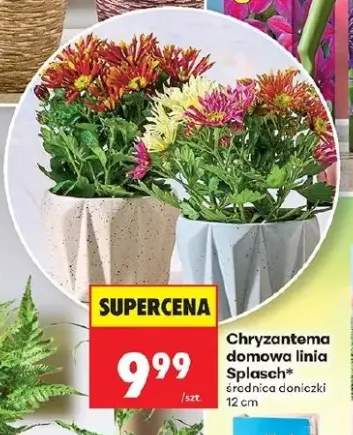 Chryzantema domowa linia Splash średnica doniczki 12cm