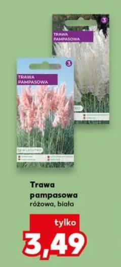 trawa pampasowa