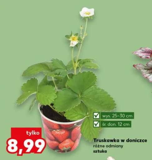 truskawka sadzonka