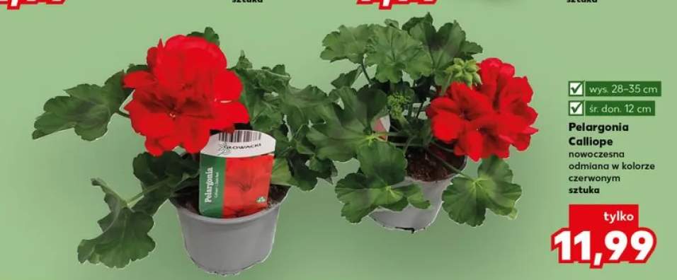 pelargonia