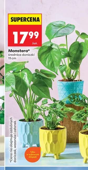Monstera średnica doniczki 11cm