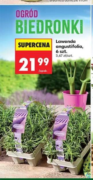 Lawenda angustifolia 6-pak
