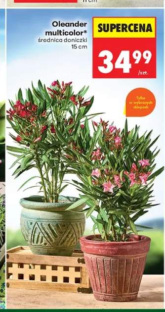 Oleander multicolor średnica doniczki 15cm
