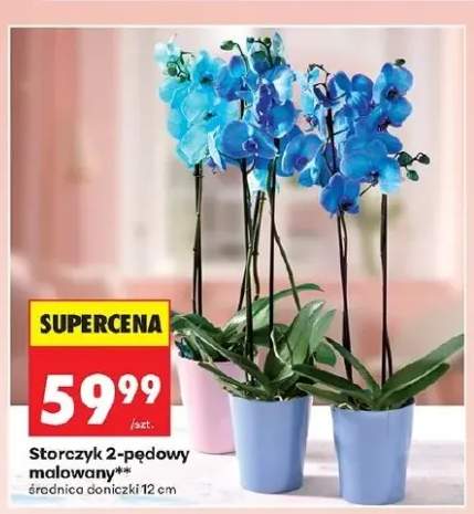 Storczyk 2-pędowy malowany średnica doniczki 12cm