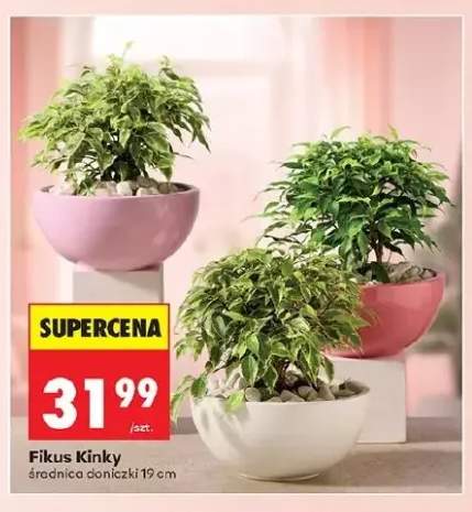Fikus Kinky średnica doniczki 19cm