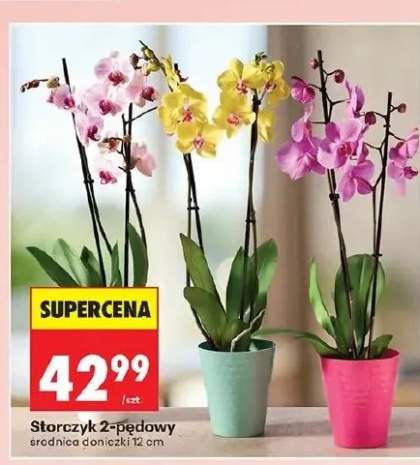 Storczyk 2-pędowy średnica doniczki 12cm