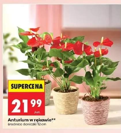 Anturium w rękawie średnica doniczki 12cm
