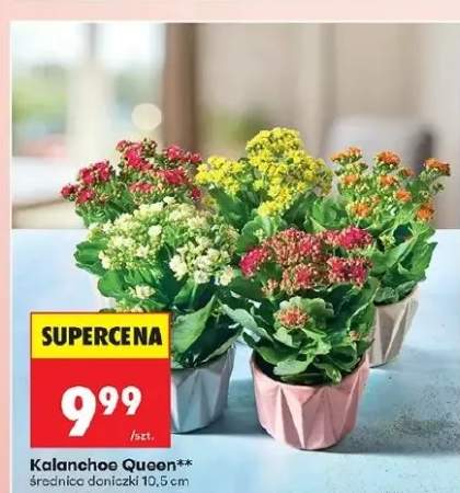 Kalanchoe Queen średnica doniczki 10,5cm