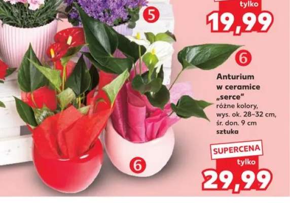 anturium