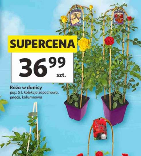 róża pienna sadzonka