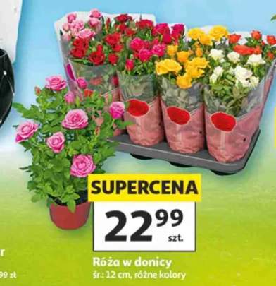 róża w doniczce