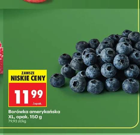 Borówka amerykańska XL