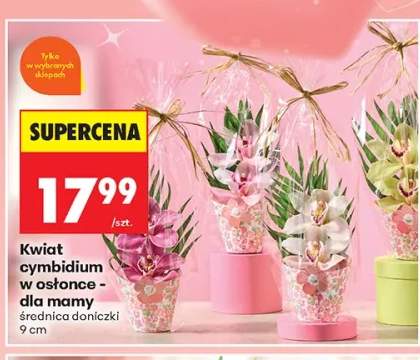 Kwiat cymbidium w osłonce dla mamy średnica doniczki 9cm