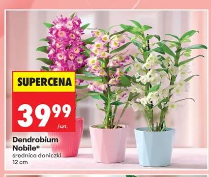 Dendrobium Nobile średnica doniczki 12cm