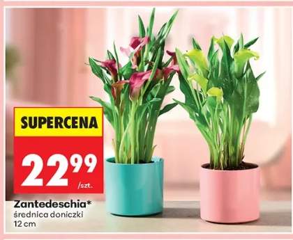 Zantedeschia średnica doniczki 12cm