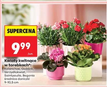 Kwiaty kwitnące w torebkach Skrzydłokwiat średnica doniczki 9-10,5cm