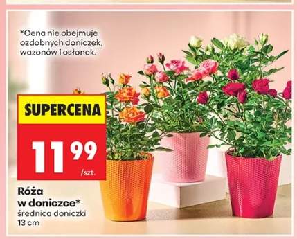 Róża w doniczce średnica doniczki 13cm