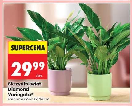 Skrzydłokwiat Diamond Variegata średnica doniczki 14cm