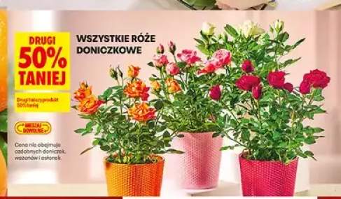 Róże doniczkowe