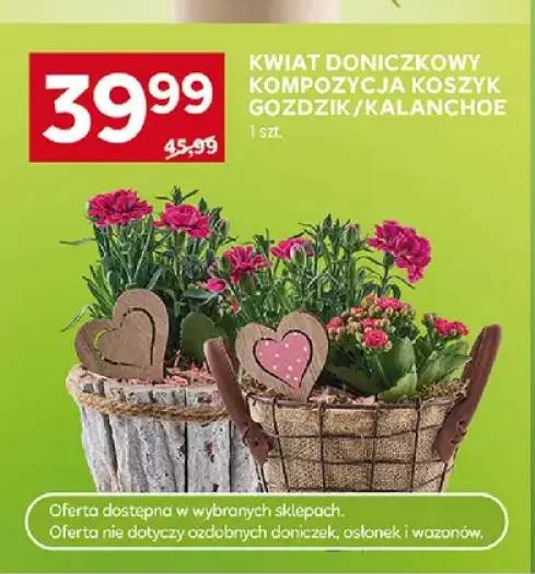 kwiaty doniczkowe