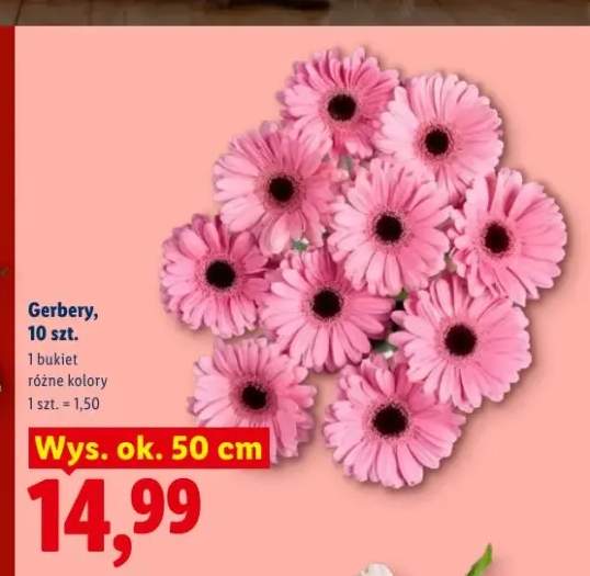 gerbera