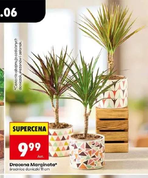Dracena Marginata średnica doniczki 11cm