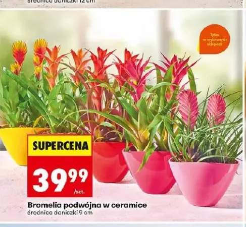 Bromelia podwójna w ceramice średnica doniczki 9cm