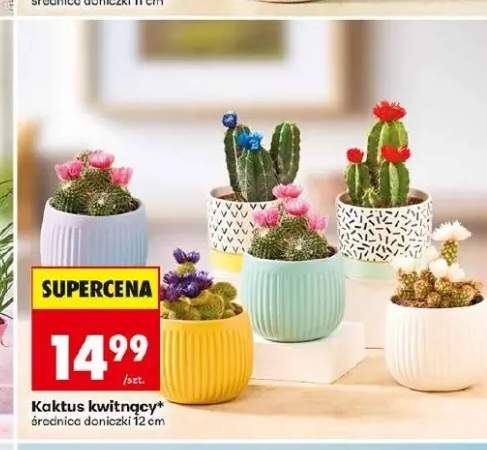 Kaktus kwitnący średnica doniczki 12cm