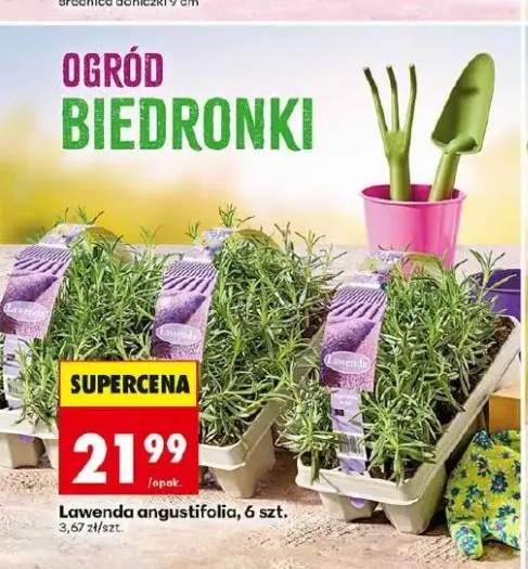 Lawenda angustifolia 6-pak