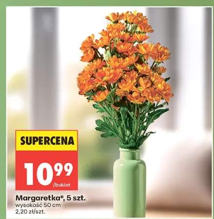 Margaretka wysokość 50cm