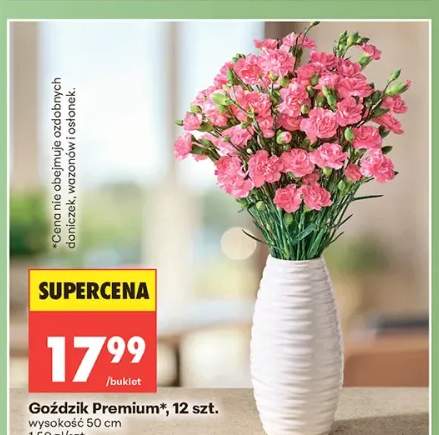 Goździk Premium wysokość 50cm