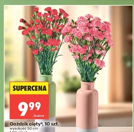 Goździk cięty wysokość 50cm