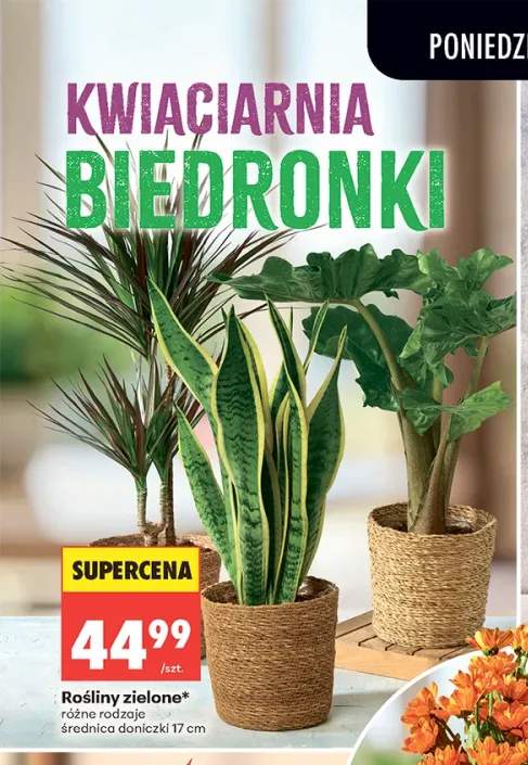 Rośliny zielone średnica doniczki 17cm
