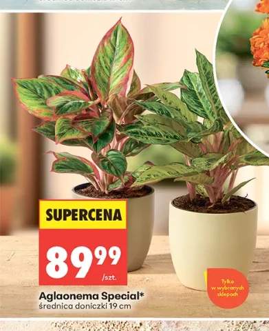 Aglaonema Special średnica doniczki 19cm