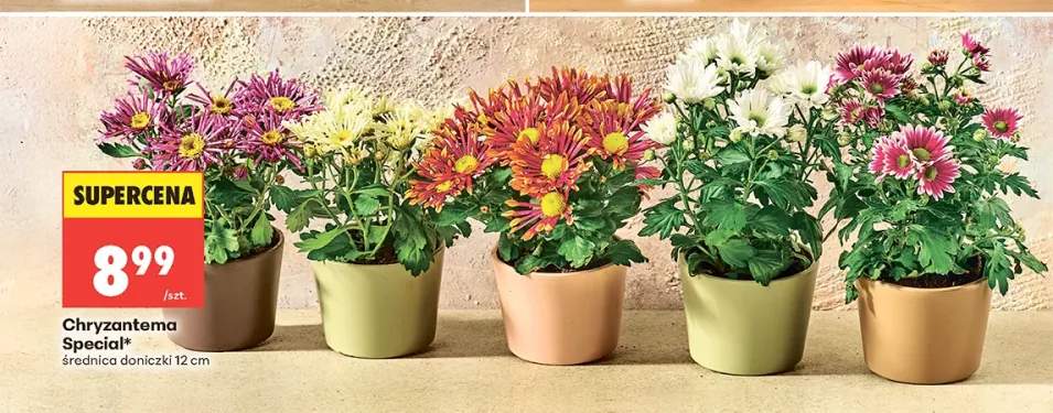 Chryzantema Special średnica doniczki 12cm