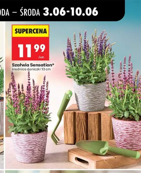 Szałwia Sensation średnica doniczki 13 cm