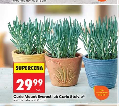Curio Mount Everest średnica doniczki 15 cm