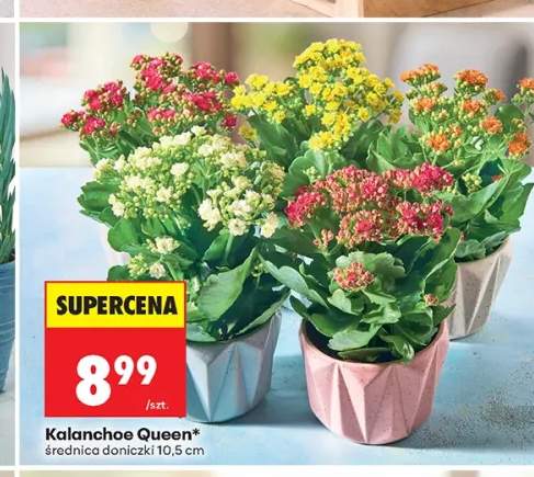 Kalanchoe Queen średnica doniczki 10,5 cm