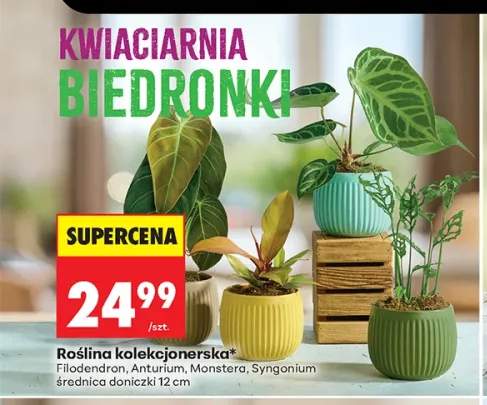 Roślina kolekcjonerska Anturium